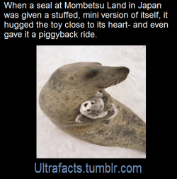 angededesespoir: jayenator565:  livinggeist:   ultrafacts:  Source: [x] Follow Ultrafacts for more facts!   LOOK AT THAT SMILE   @immochiball  @raved 