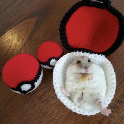 afeelgoodblog:Blessed Pokemon