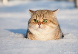 awwww-cute:  Snow Chubs (Source: http://ift.tt/2kemPlw)