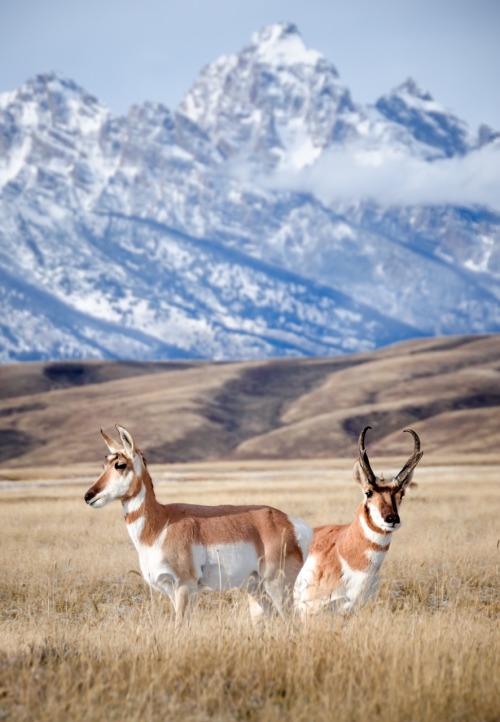 zeisenhauer: Jackson Hole, Wyoming pronghorns