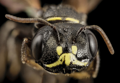 usgsbiml: PsaenythiaA populous genus with many South American species, check out the ultra wide head