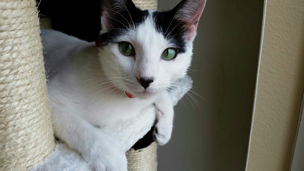 A high-quality cat for your dashboards