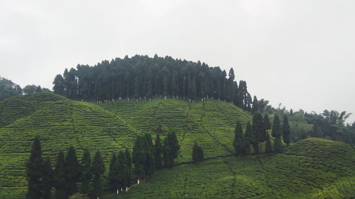 Darjeeling, India.