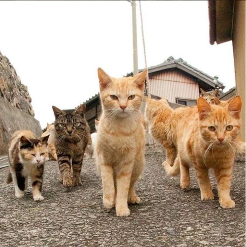 justcatposts:  These cats look like next