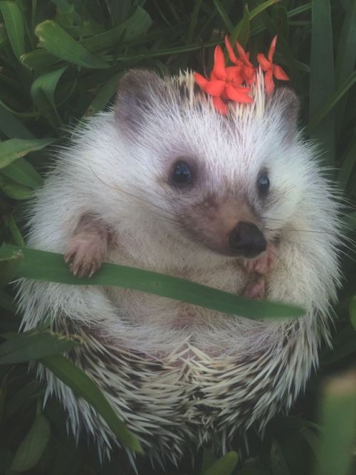 Porn photo seri0uslybecca:  flowers in my quills 