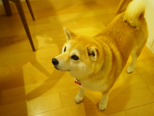 sasaq:  アイス食べたい！ 柴犬マコと、 