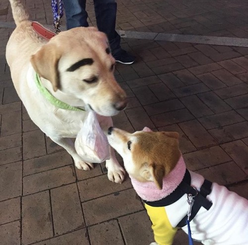 glassbonespaperskin: eyebrows on fleek 
