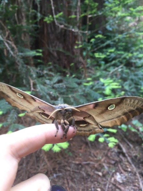 opal-october:Beautiful baby. she hasn’t wanted to fly away yet, but all in good time