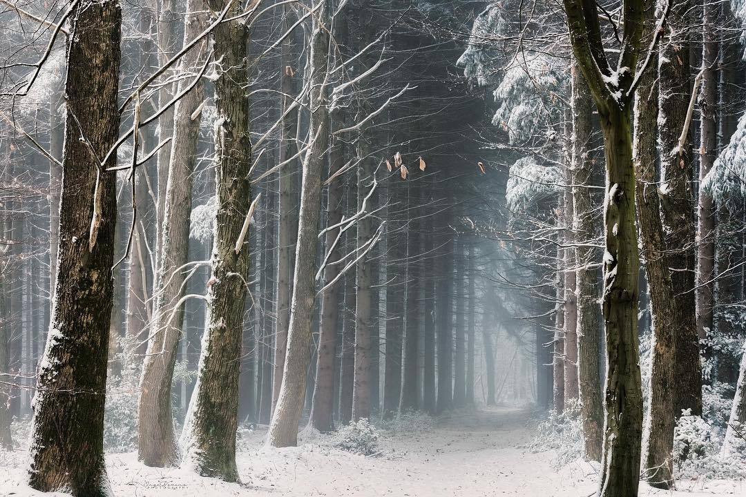 quiet-nymph:     Photography by Inge Bovens    