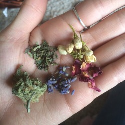 coreytasticc:colachampagnedad: gaspack:   thoughtsofaddiction:   pussylipgloss:   celestinewiitch: My favorite smoking blend! I grind up weed with dramiana, lavender, jasmine and rose. 🌿 if someone brings this to the sesh theyre banned from smoking