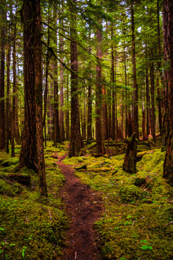 Nature-Hiking: Paths Of Olympic Park 21/? - Olympic National Park, Wa, June 2017