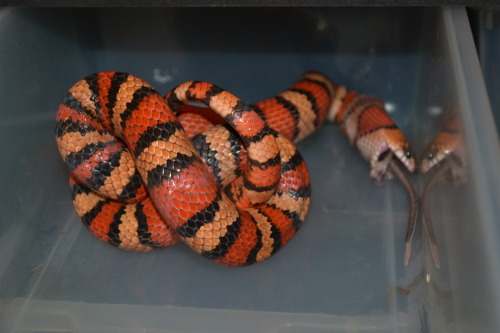 have u seen such a ridiculous animalhe literally squeezed the thing so hard for so long (one hour), 