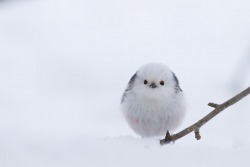 itsallaboutdreams:  (via Long tailed Tit by Jukka Holmström / 500px) 