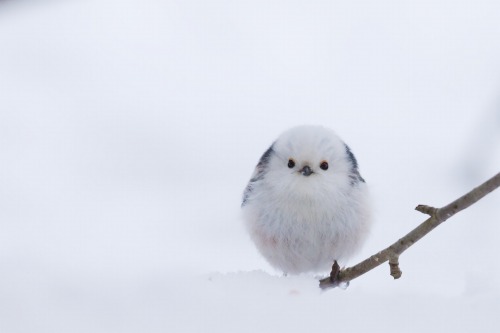 XXX itsallaboutdreams:  (via Long tailed Tit photo