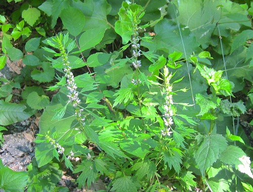 Three motherwort plants looking like three happy little spirits. :-)