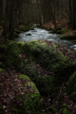 whenitallturnstodust:  woodland… (by seeker0204)