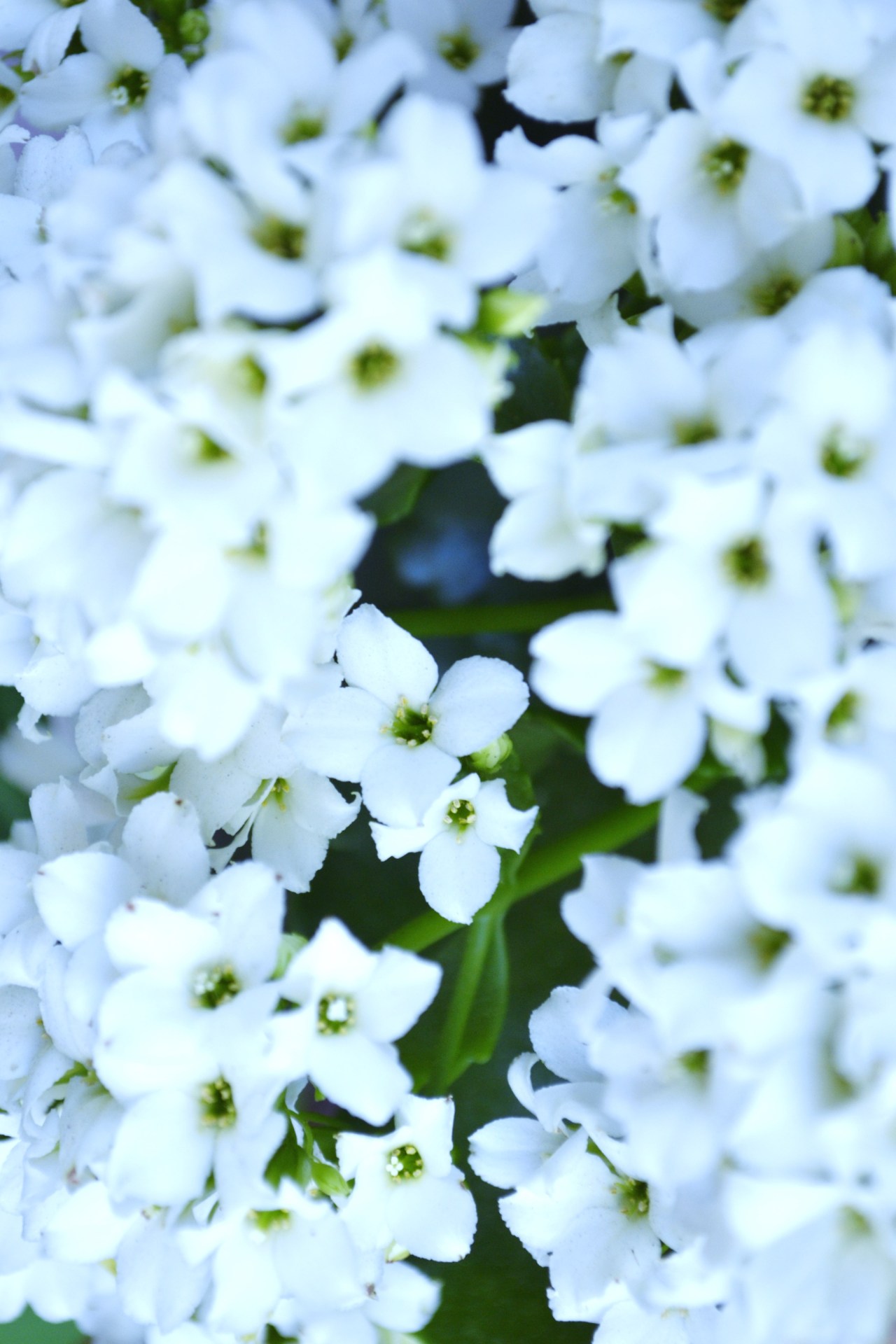 Tumblr Photo