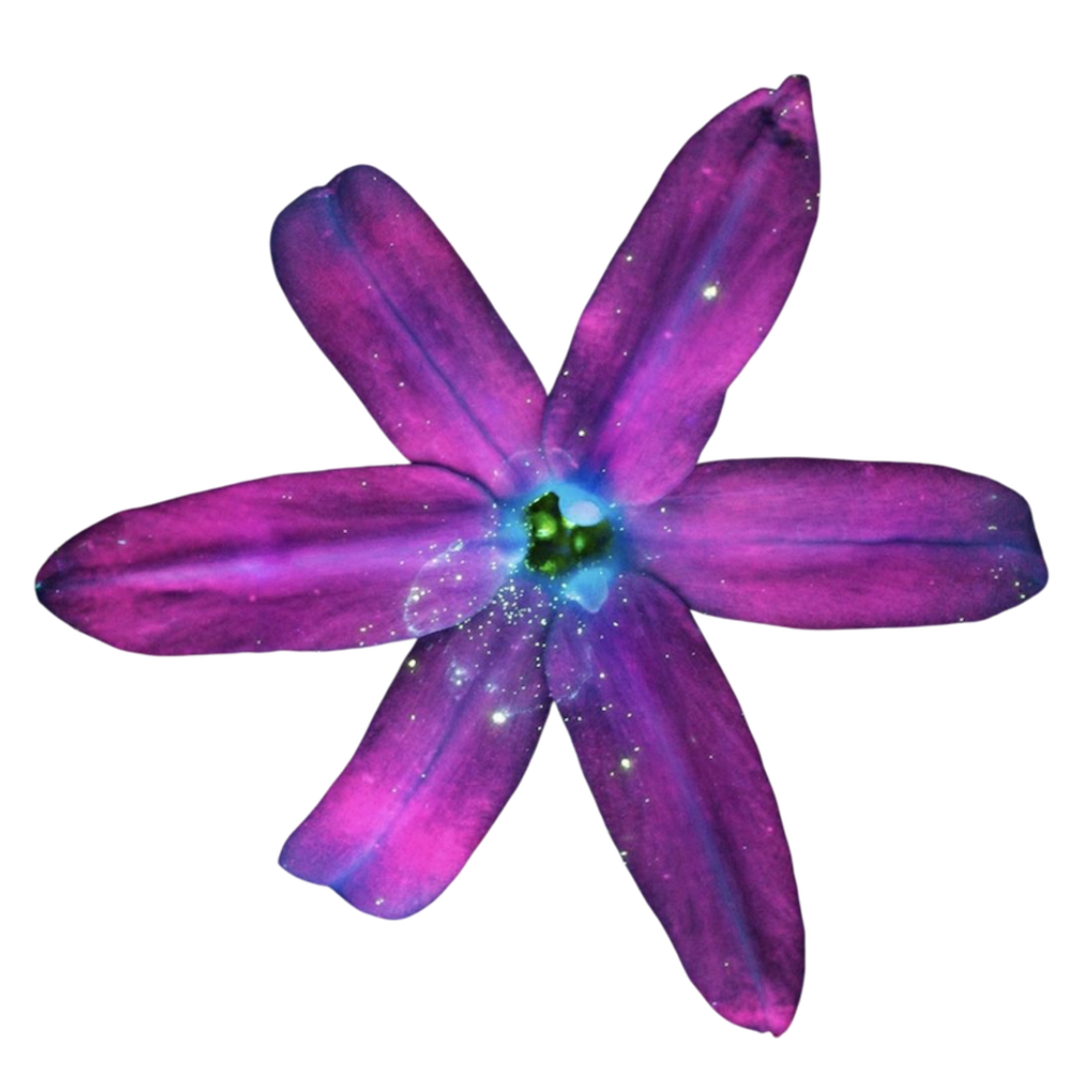 purple flower
