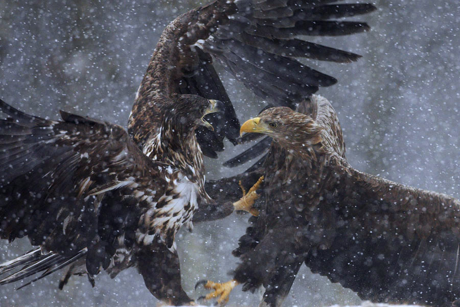 nubbsgalore:  white tailed and golden eagles do battle under heavy snowfall. photos