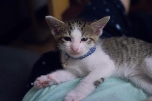 cutekittensarefun:my rescued baby, Saturn