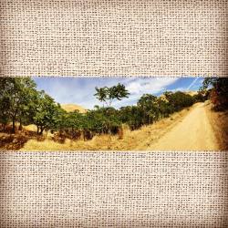 Black Diamond Mines #cemetary #hike #eastcounty This looks like a desert scene, an oasis.  (at Black Diamond Mines Regional Preserve)