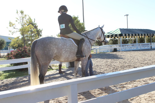 showjumpingprincess: Katy, TX Oct. ‘14