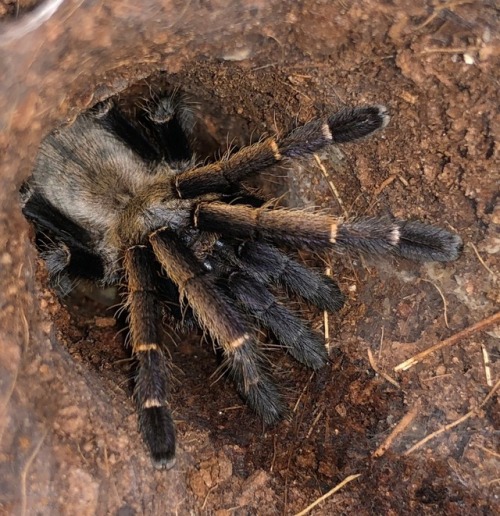 tarantula