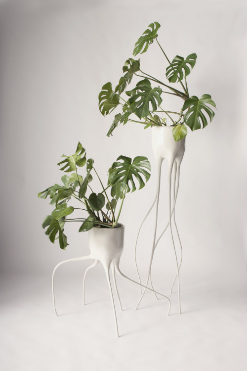 Monstera Magnifica and Monstera Fugiens are two special plant pots by Tim de Weerd. Monstera Magnifi