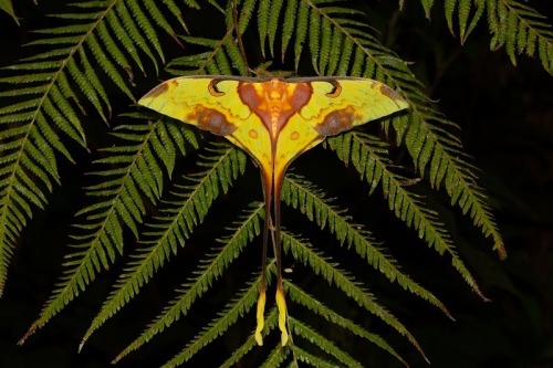 Malaysian Moon Moth Males, Actias Maenas, Saturniidae