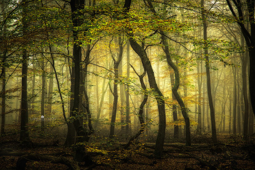 colors of the wood by larsvandegoor.com on Flickr.