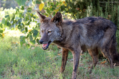 weirdcitytaxidermy: Two more photos of the freestanding ‘yote mount outside in the early evening (