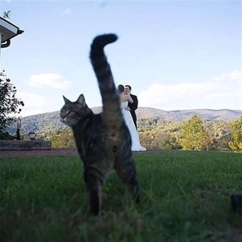 squinty-cat - Funny cats pics, gifs & videos
▶️ Titus Squinty Cat
