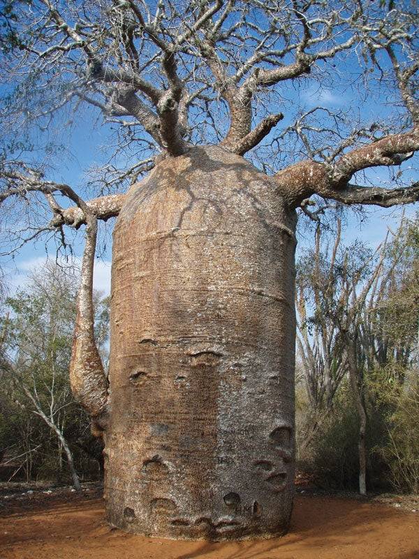 hydro-homies:Moment of respect for the baobab tree. This bad bitch can hold 120000
