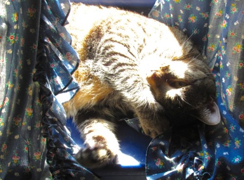 ohnopicturesofanothercat: Y u bother me? Utley catching some rays.