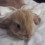bunnyishelpless