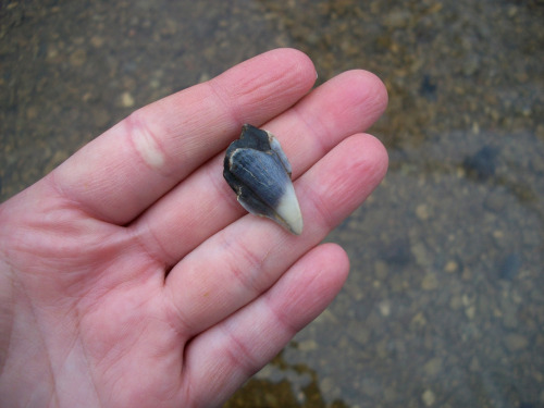This old hog tooth I found in the creek has some really pretty dark blue coloration to it. It was un