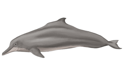 my spirit animal  zoologicalpt:  More dolphins for Skaphandrus and their OceanLifeID project - a field guide app for marine wildlife. Go check their page and download the app if you want :) These dolphins belong to the genus Sousa. Done digitally 