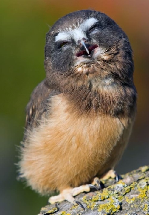 Happy Owls!