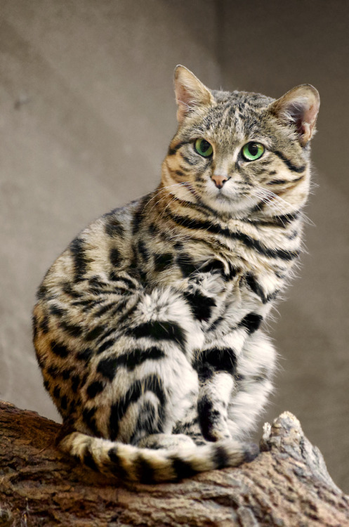 bigcatwildcat:Ah, the Black-footed cat (Felis nigripes). Males weighing an average of 4.2 lbs, femal