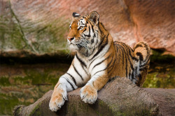 alltiger:  (via 500px / Tiger Vol. III by René Unger)