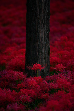 drxgonfly:  fire river (by Miya Sho)