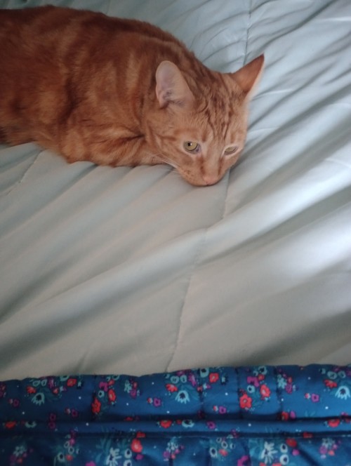 Lazy Leo