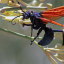 67461-angry-tarantula-hawk-wasps