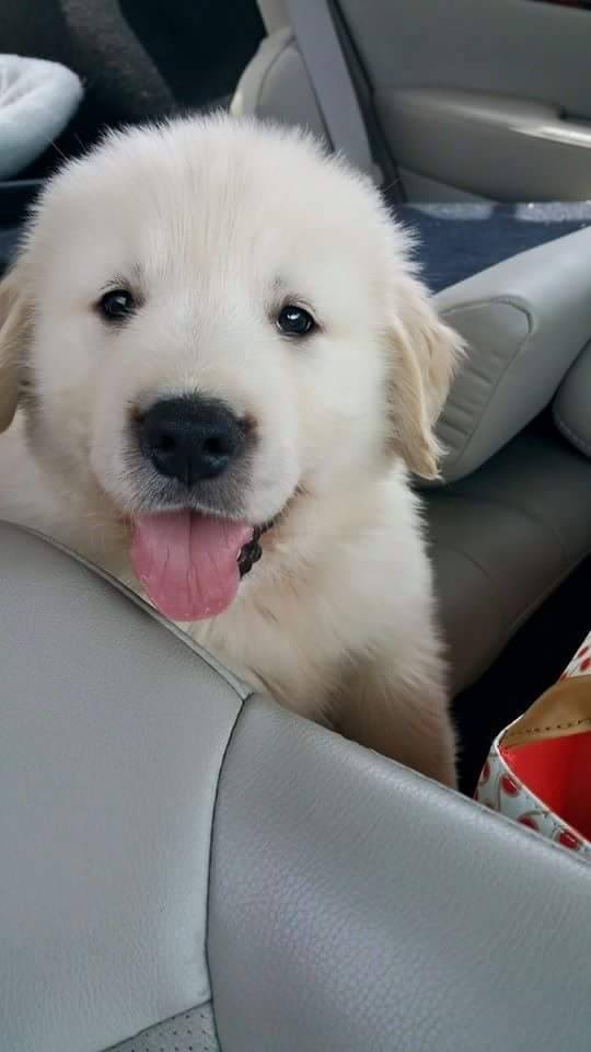 cute-overload:  This week we welcome a new member of our family, This is Gabehttp://cute-overload.tumblr.com
