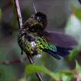 stiekemekat: Fiery-Throated Hummingbird enjoying the rain