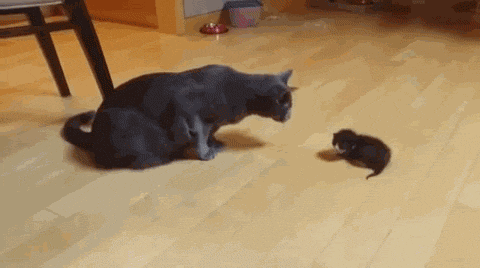 kittehkats:  catgifcentral:  Small cat, big cat.  “Oh, crap!  I broke it.” 