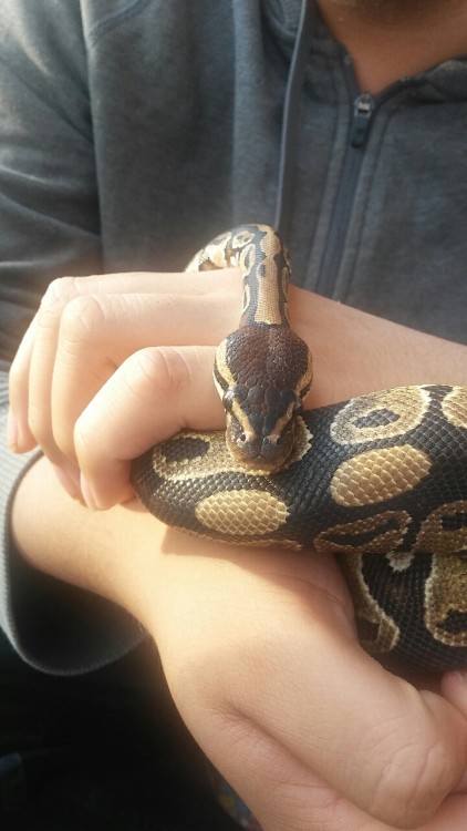 softgrungegengar:happy snake day featuring thaddeus