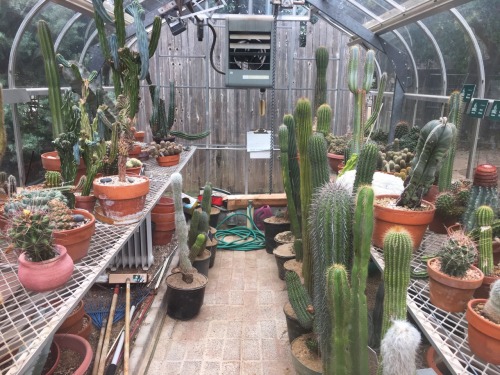 cactguy:  Greenhouse / Fort Worth Botanic Garden