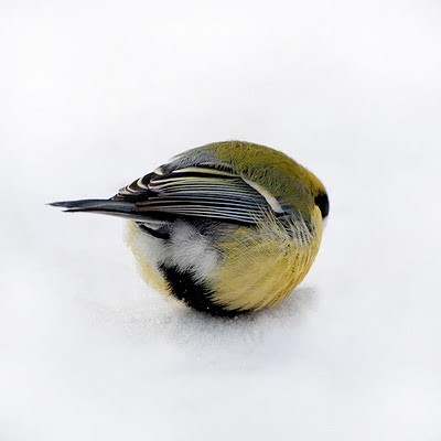 borb
