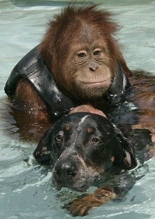 archiemcphee:Here’s an endearing new story for the Department of Unexpected Interspecies